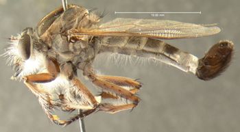 Media type: image;   Entomology 12854 Aspect: habitus lateral view